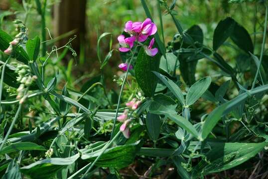 Lathyrus heterophyllus L. resmi