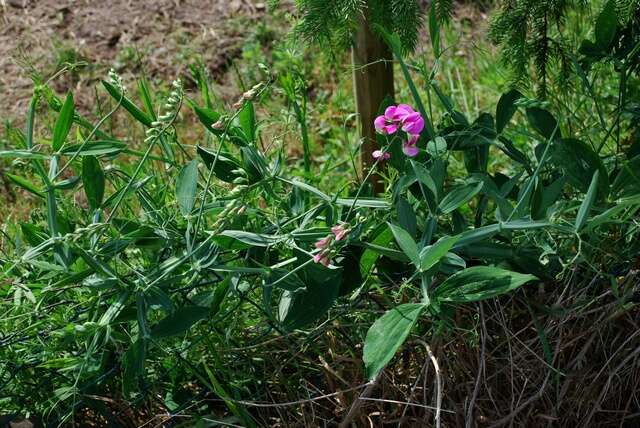 Lathyrus heterophyllus L. resmi