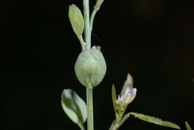 Image de Lepidium