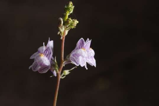 Image of pale toadflax