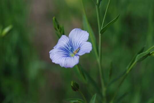 Image of flax family