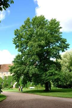 Image of Tulip Trees