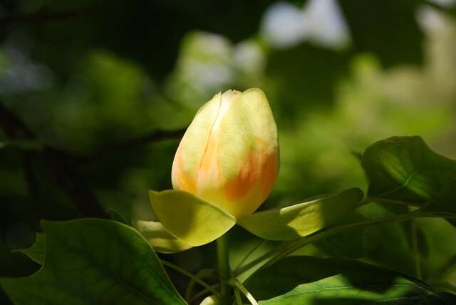 Image of Tulip Trees