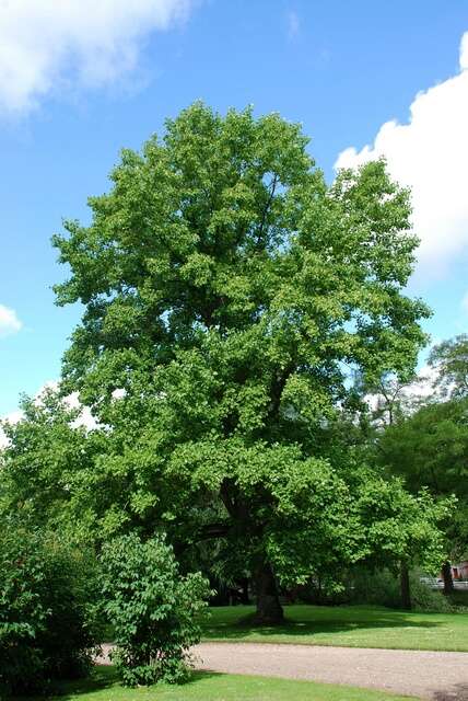 Image of Tulip Trees