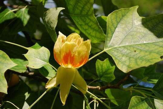 Image of Tulip Trees