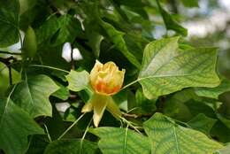 Image of Tulip Trees