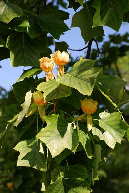 Image of Tulip Trees