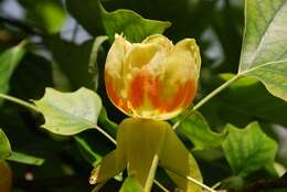 Image of Tulip Trees