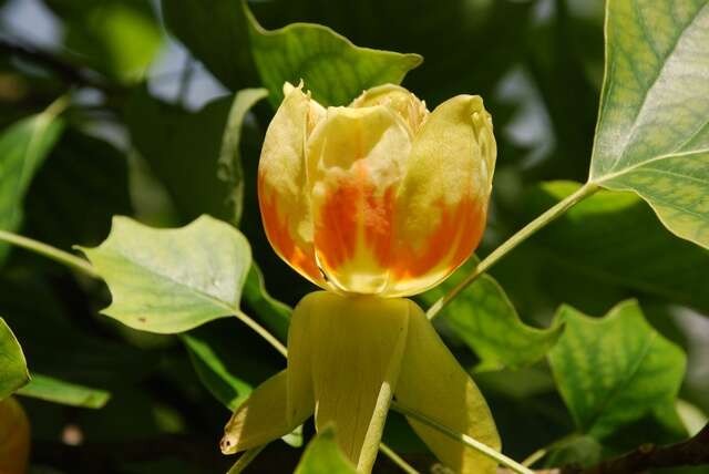 Image of Tulip Trees