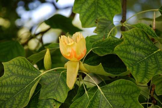 Image of Tulip Trees