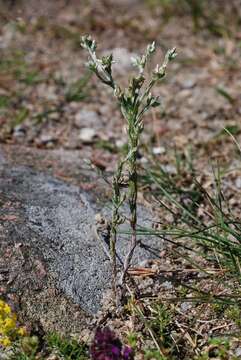 Image of slender cudweed