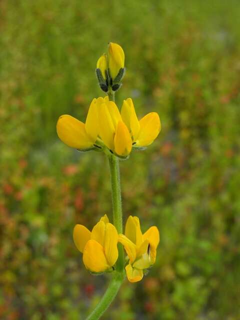 Image of Lupin