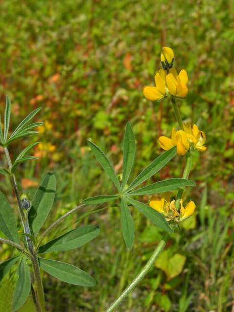 Image of Lupin