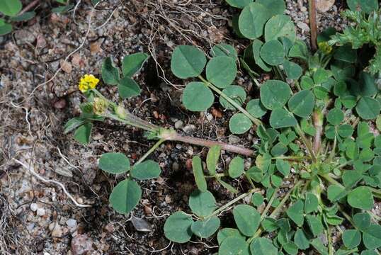 Image of Medick