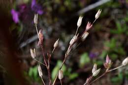 Imagem de Sabulina viscosa (Schreber) Rchb.