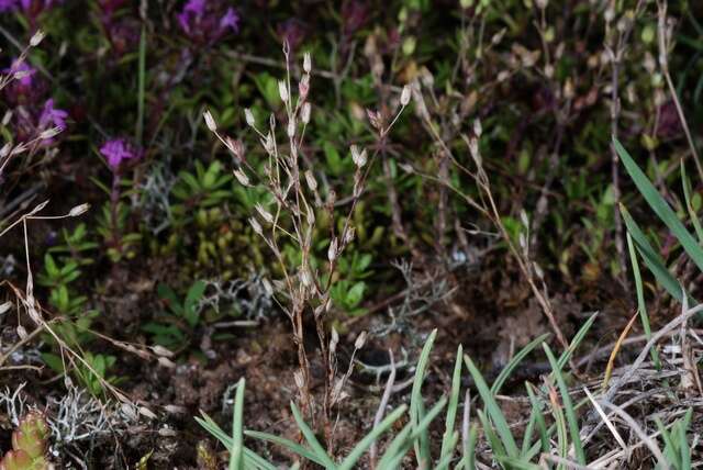 Слика од Sabulina viscosa (Schreber) Rchb.