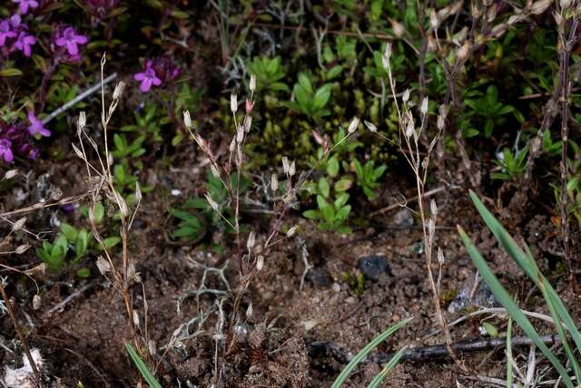 Image of Sabulina viscosa (Schreber) Rchb.