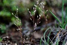 Слика од Sabulina viscosa (Schreber) Rchb.