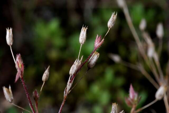 Image of Sabulina viscosa (Schreber) Rchb.