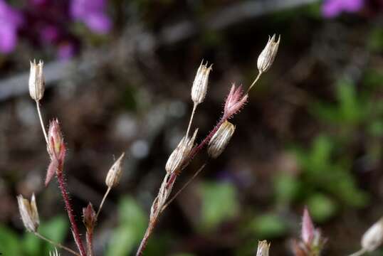 Image of Sabulina viscosa (Schreber) Rchb.