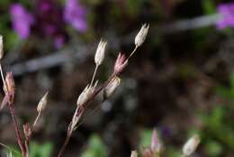 Image of Sabulina viscosa (Schreber) Rchb.