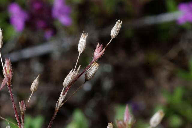 Imagem de Sabulina viscosa (Schreber) Rchb.