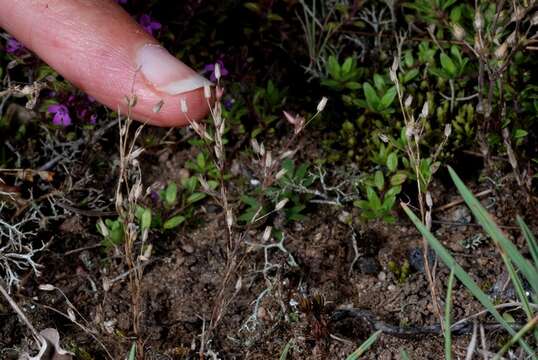 Imagem de Sabulina viscosa (Schreber) Rchb.