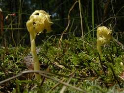 Imagem de Hypopitys monotropa subsp. hypophegea (Wallr.) N. N. Tzvelev