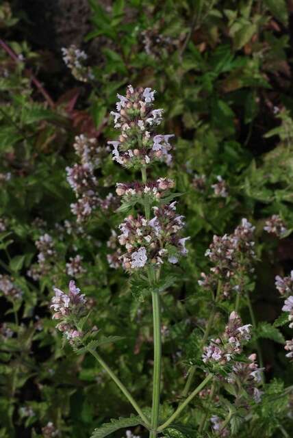 Image of Catnip