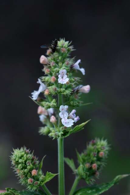 Image of Catnip