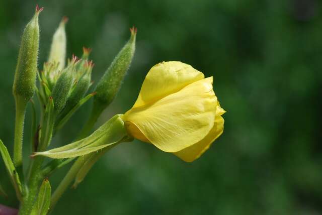 Image of evening primrose