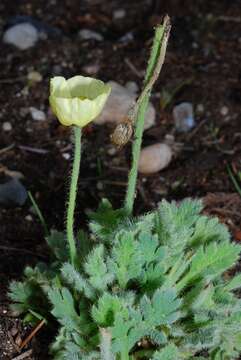 Papaver lapponicum (A. Tolmatch.) Nordh. resmi