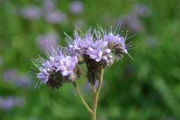 Image of scorpionweed