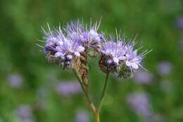 Image de Phacelia