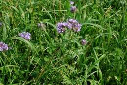 Image de Phacelia