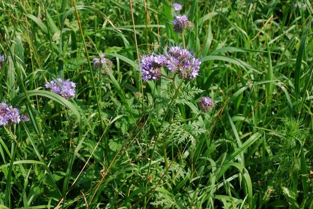 Image de Phacelia