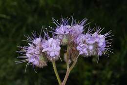 Image de Phacelia