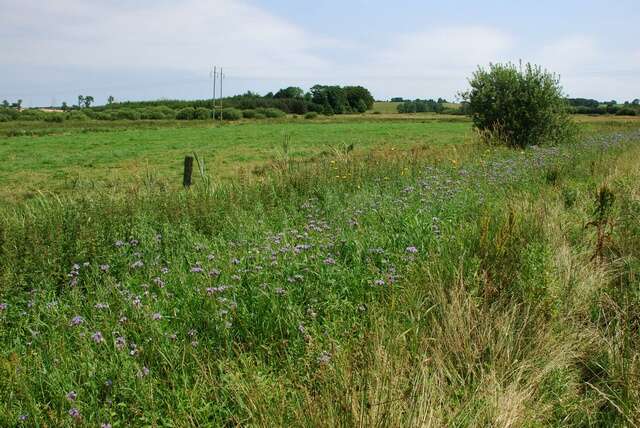 Image de Phacelia