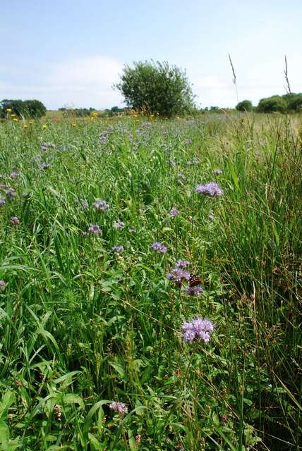 Image de Phacelia