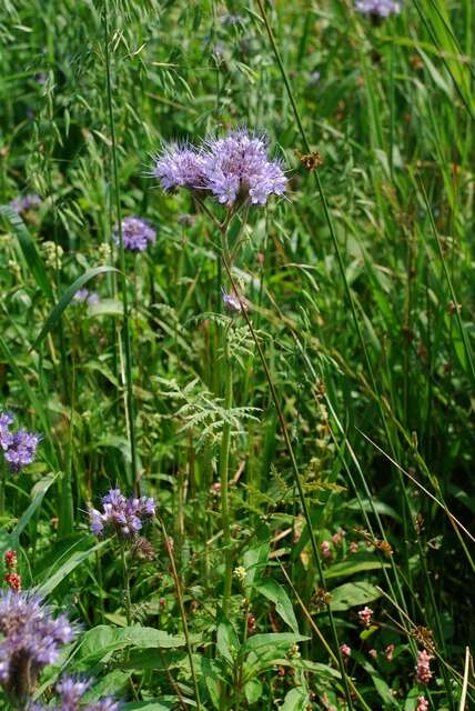 Image de Phacelia