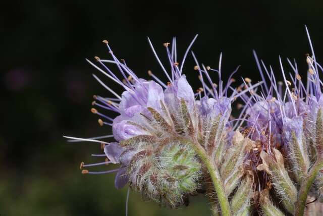 Image of scorpionweed