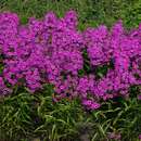 Image of thickleaf phlox