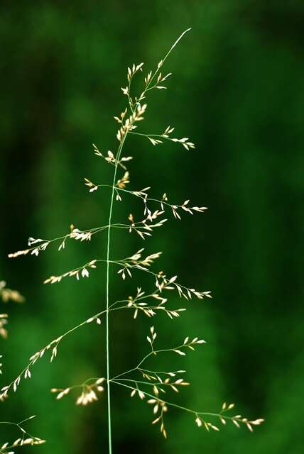 Image of Meadow Grasses