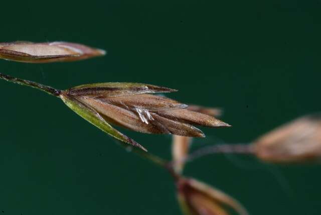 Image of Meadow Grasses