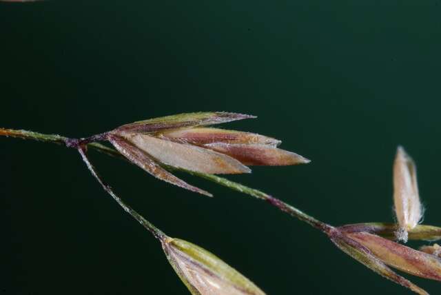 Image of Meadow Grasses