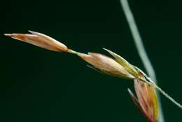 Image of Meadow Grasses