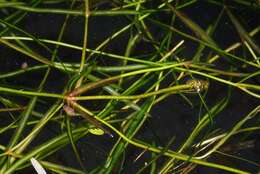 Image of Small Pondweed