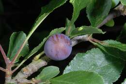 Image of European plum