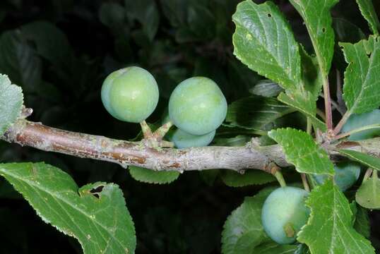 Plancia ëd Prunus domestica L.