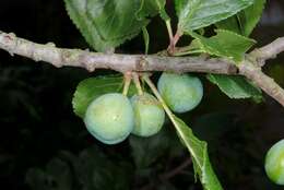 Image of European plum